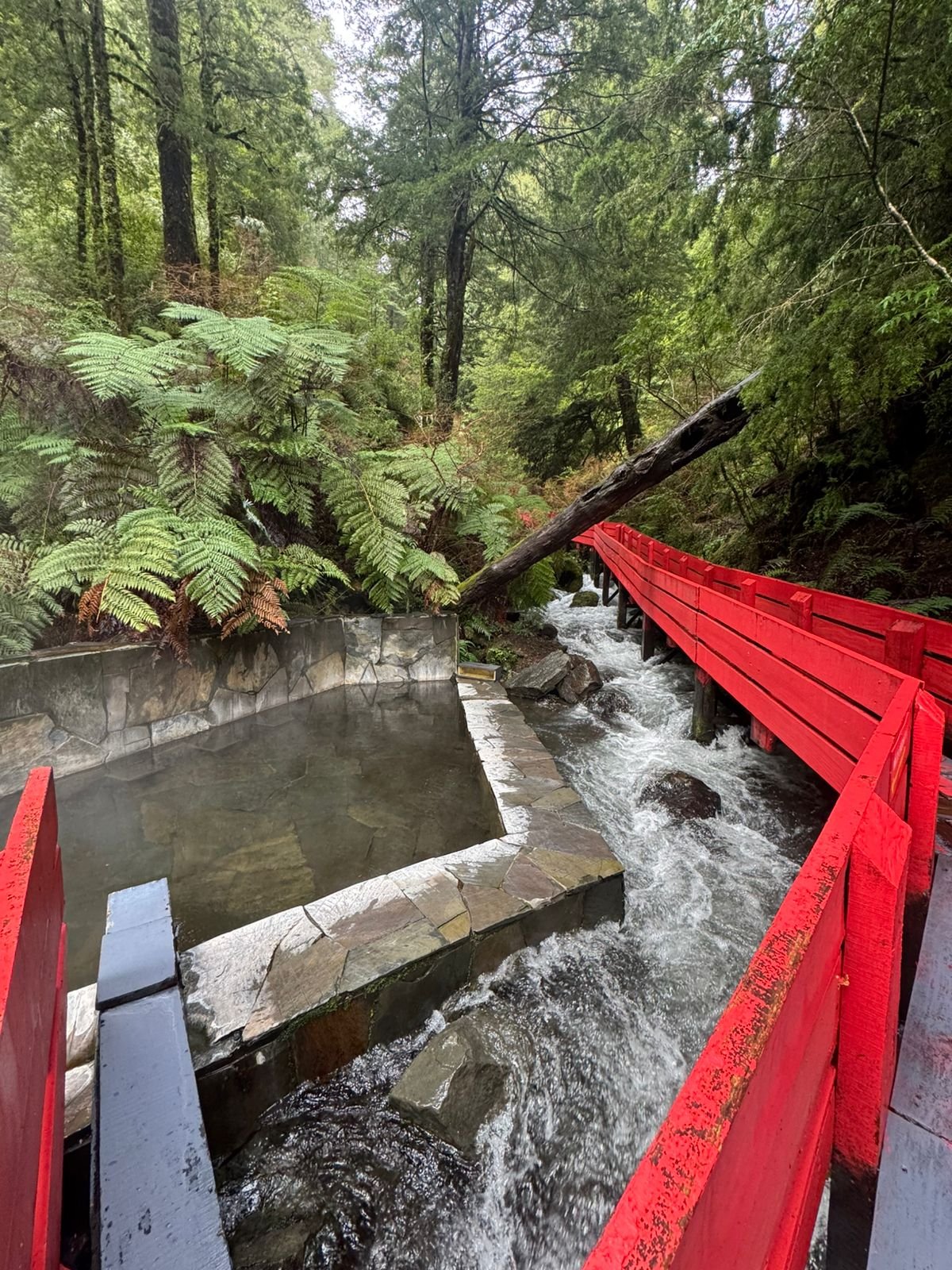 Bosque termal en Termas Geométricas
